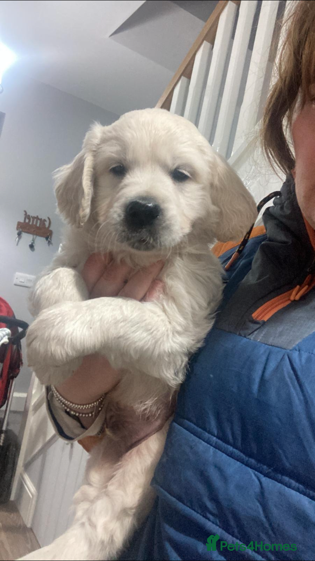 Golden Retriever dogs for sale: Stunning golden retriever puppies   - Image 8