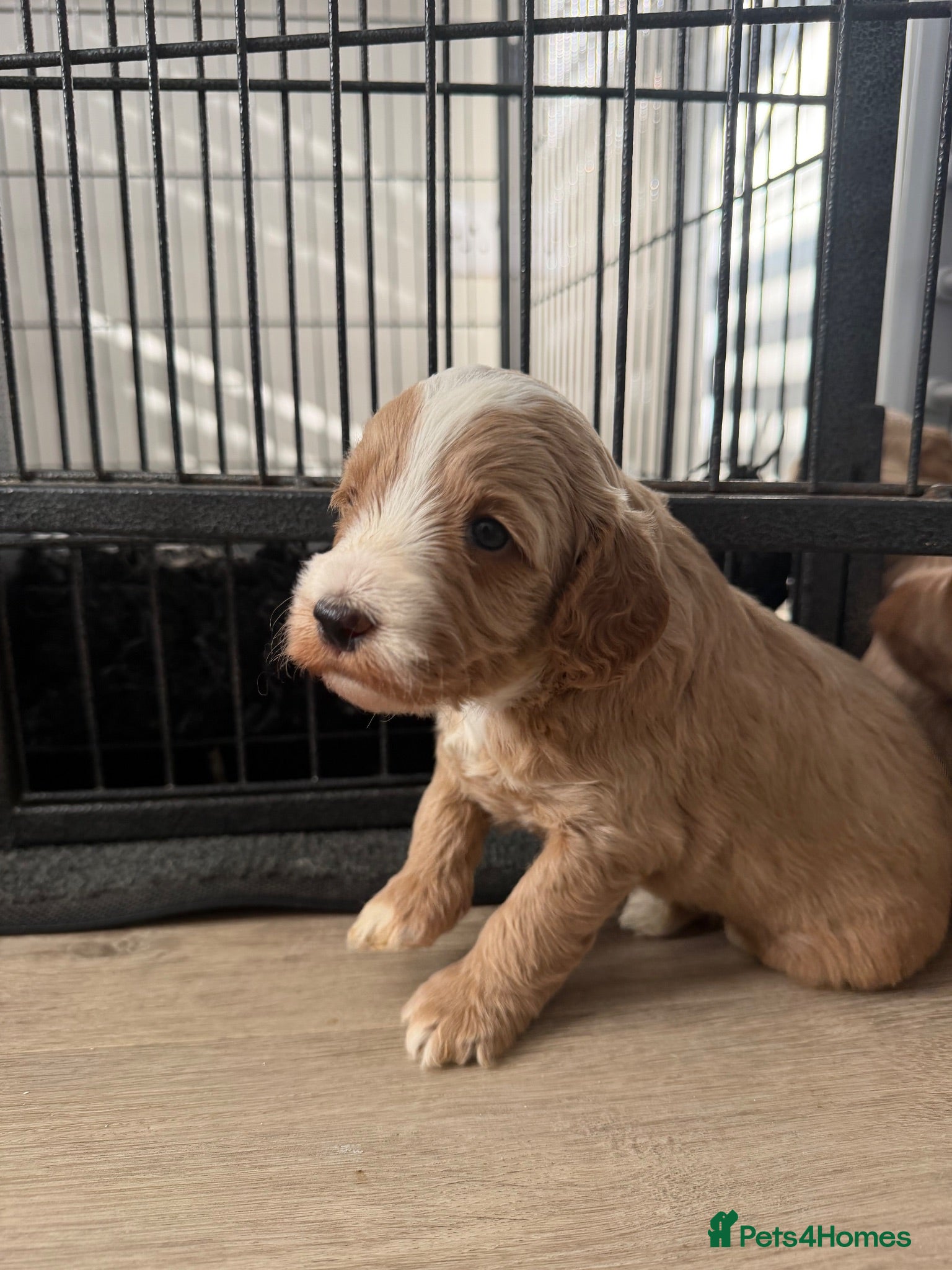 Cockapoo dogs ONE BOY AVAILABLE – Fully Health Tested - Advert 1