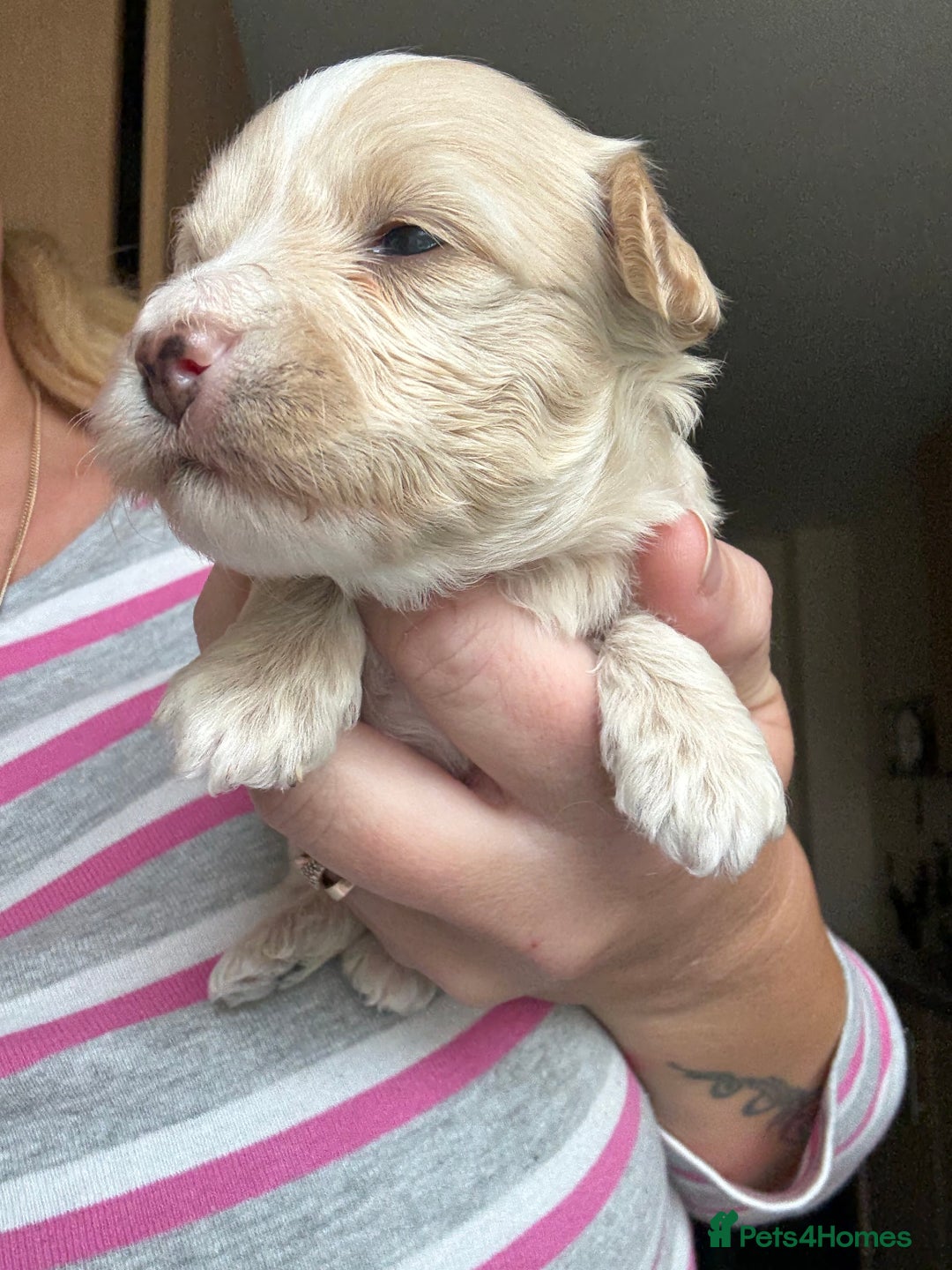 Maltipoo dogs for sale: Maltipoo puppies - Image 6