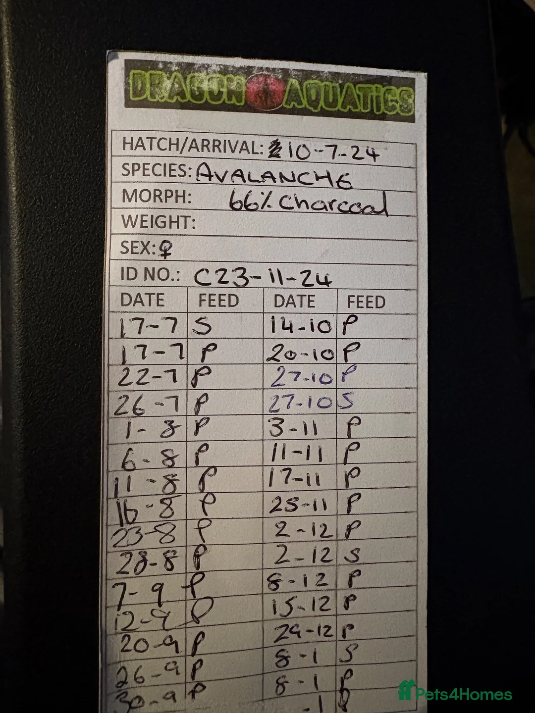Corn Snake reptiles for sale: Corn snake + full Vivarium setup  in Alva - Advert 2