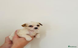 Cockapoo dogs for sale: Cockapoo Puppies  - Image 4