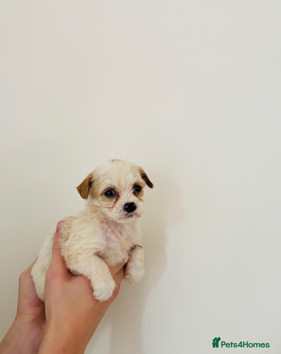 Cockapoo dogs for sale: Cockapoo Puppies  - Image 4