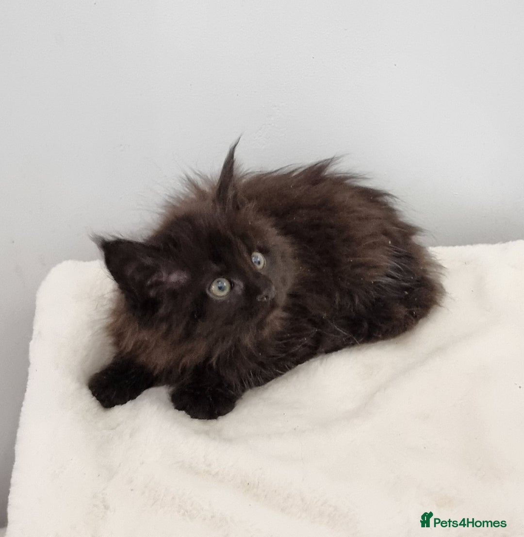 Maine Coon cats for sale: Pedigree GCCF registered Maine Coon Kittens  - Advert 9