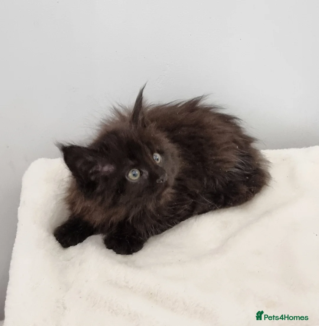 Maine Coon cats for sale: Pedigree GCCF registered Maine Coon Kittens  - Advert 9