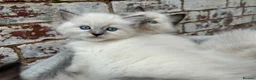 Ragdoll cats for sale: 🐾 Pure Ragdoll Kittens 🐾 - Advert 5