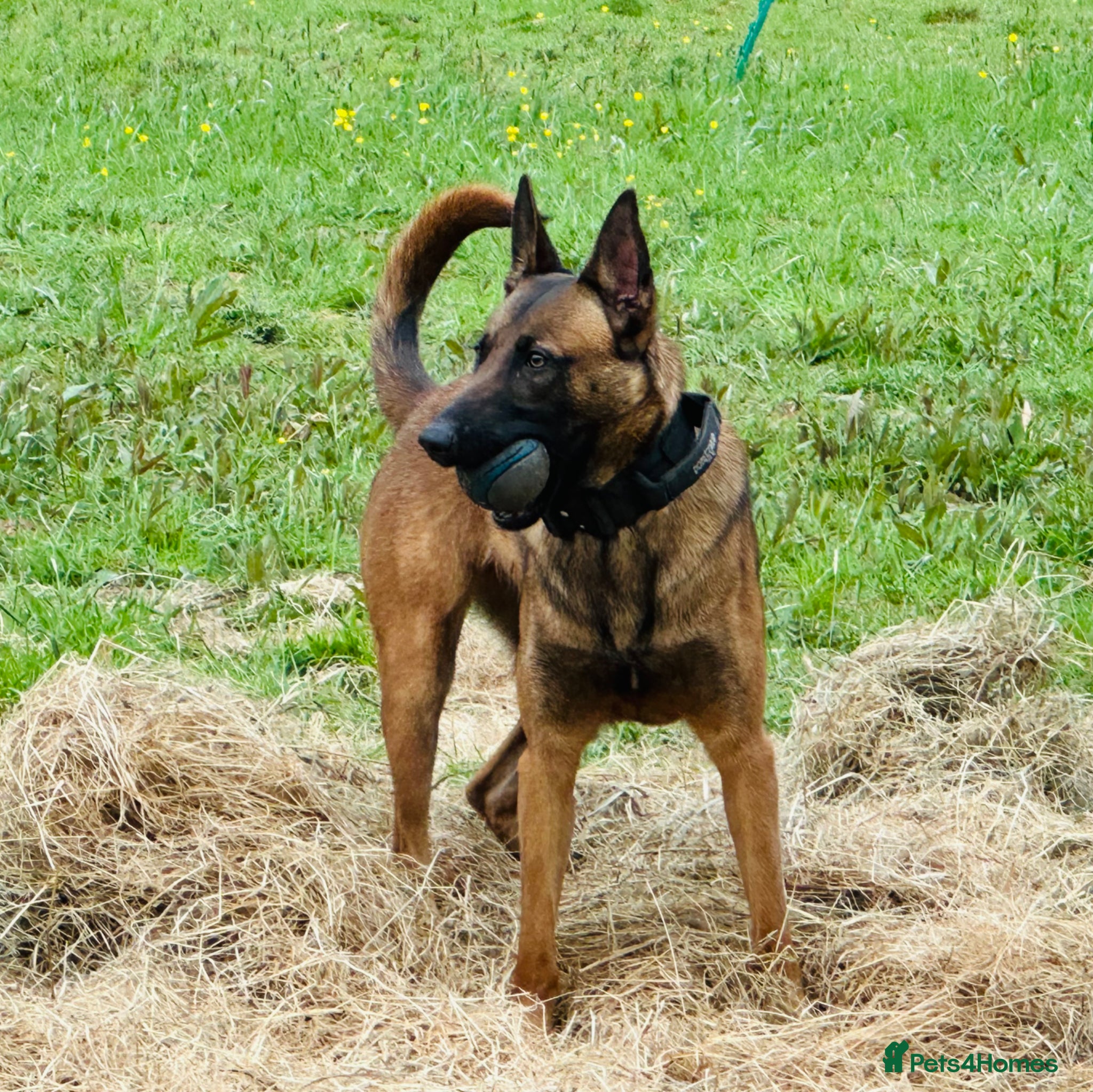 Belgian Shepherd Dog dogs Top Class Belgian Malinois Bitch  - Advert 1