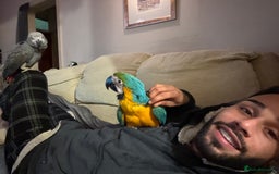Macaws birds for sale: Empress  - Image 2