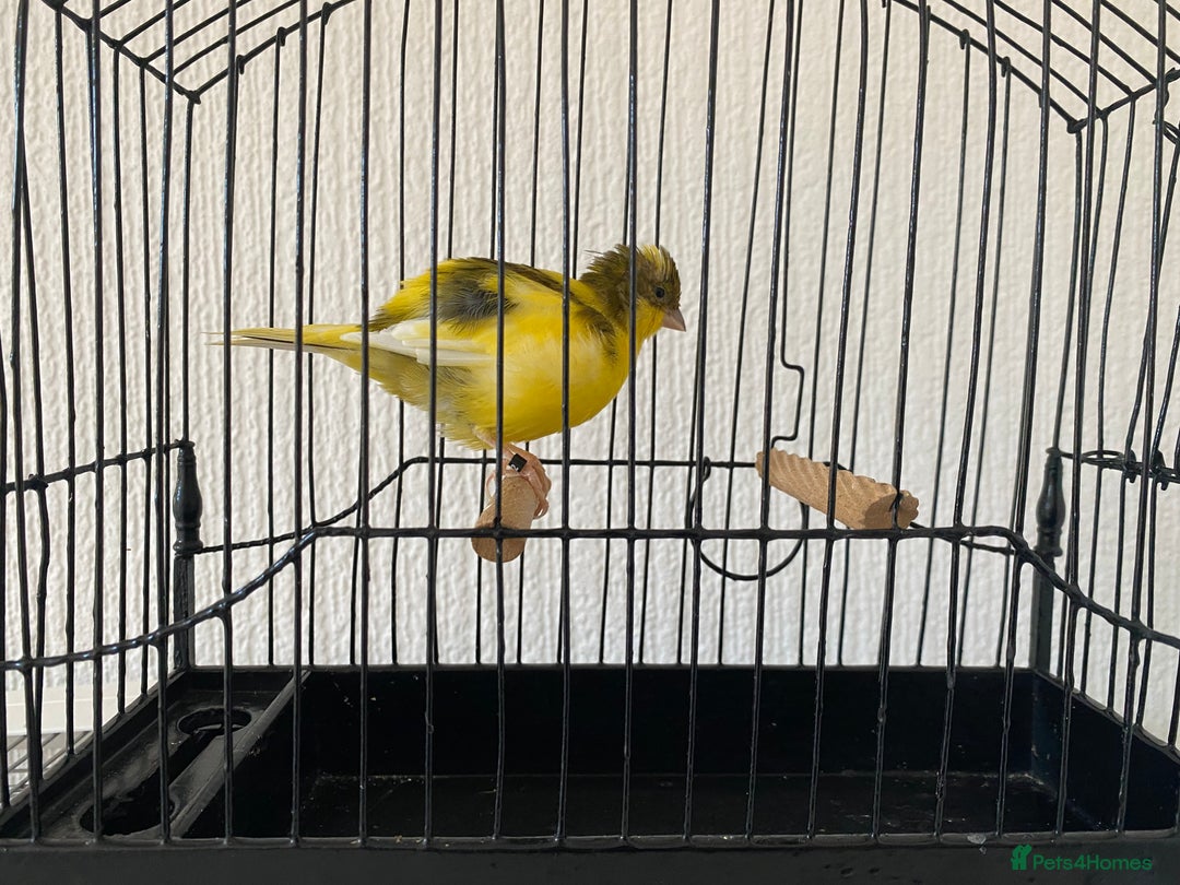 Canaries birds for sale: Fife canaries for sale  - Image 7