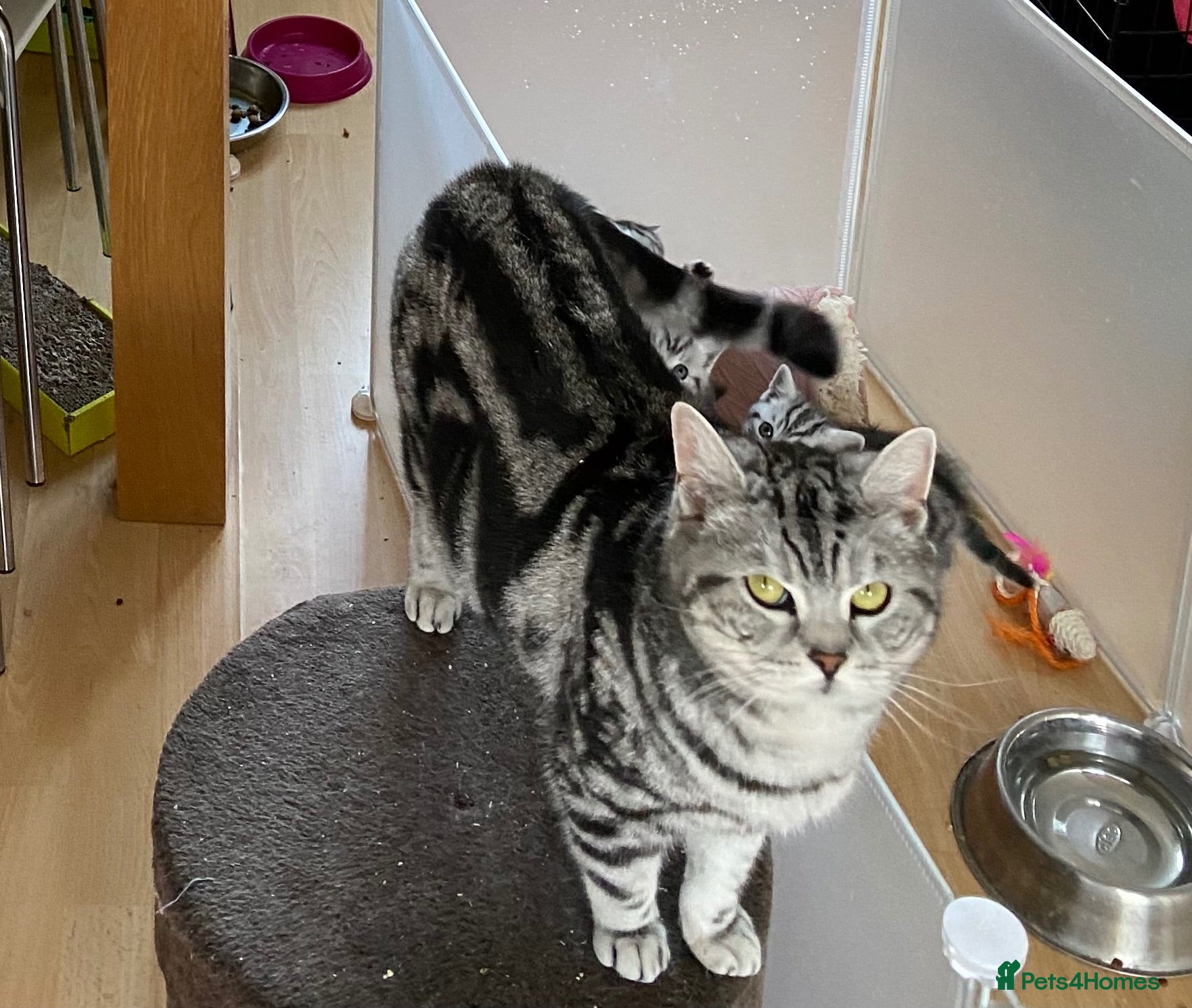 British Shorthair cats British Shorthair GCCF registered Ready now.   - Advert 2