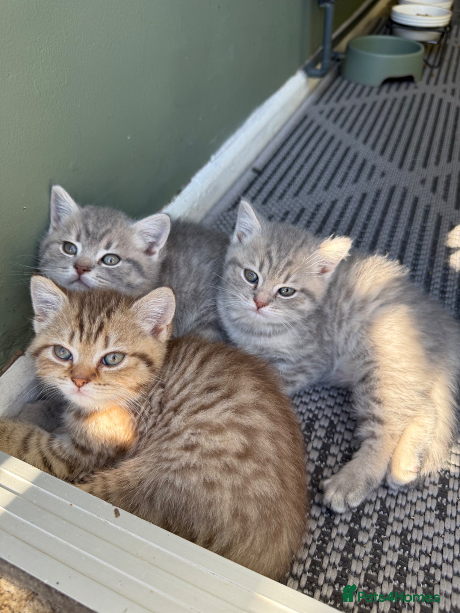 British Shorthair cats BSH kittens - Advert 1