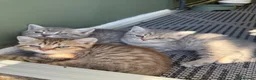 British Shorthair cats for sale: Last 2 kitten available  - Advert 12