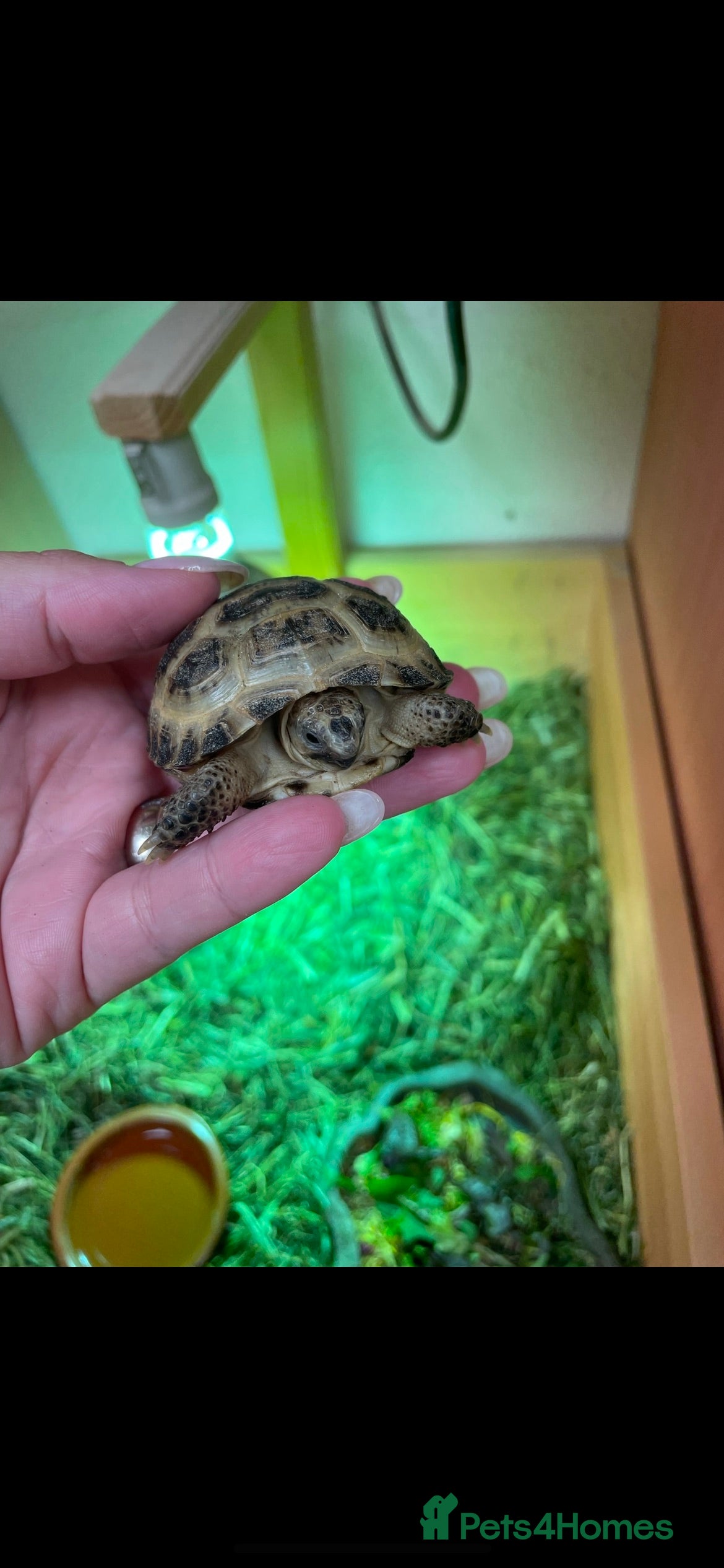 Tortoise reptiles Baby Horsefeild Tortoises  - Advert 6