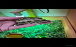 Tortoise reptiles for sale: Baby Horsefeild Tortoises  - Advert 1