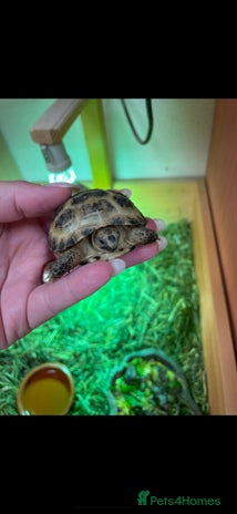 Tortoise reptiles Baby Horsefeild Tortoises - Advert 1