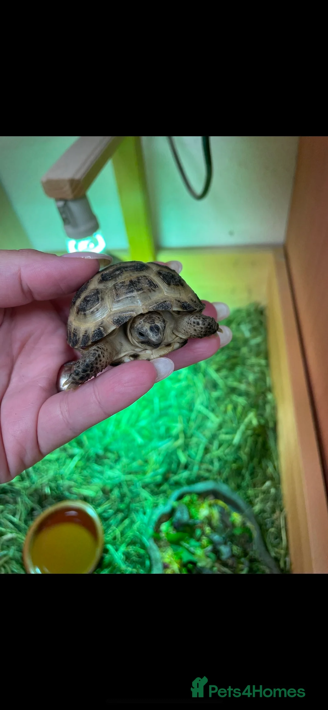Tortoise reptiles for sale: Baby Horsefeild Tortoises. - Advert 1