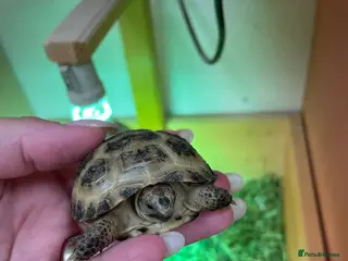 Tortoise reptiles Baby Horsefeild Tortoises. - Advert 1