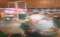 Parrots birds for sale: Hand reared Quaker and Conure chicks - Image 9