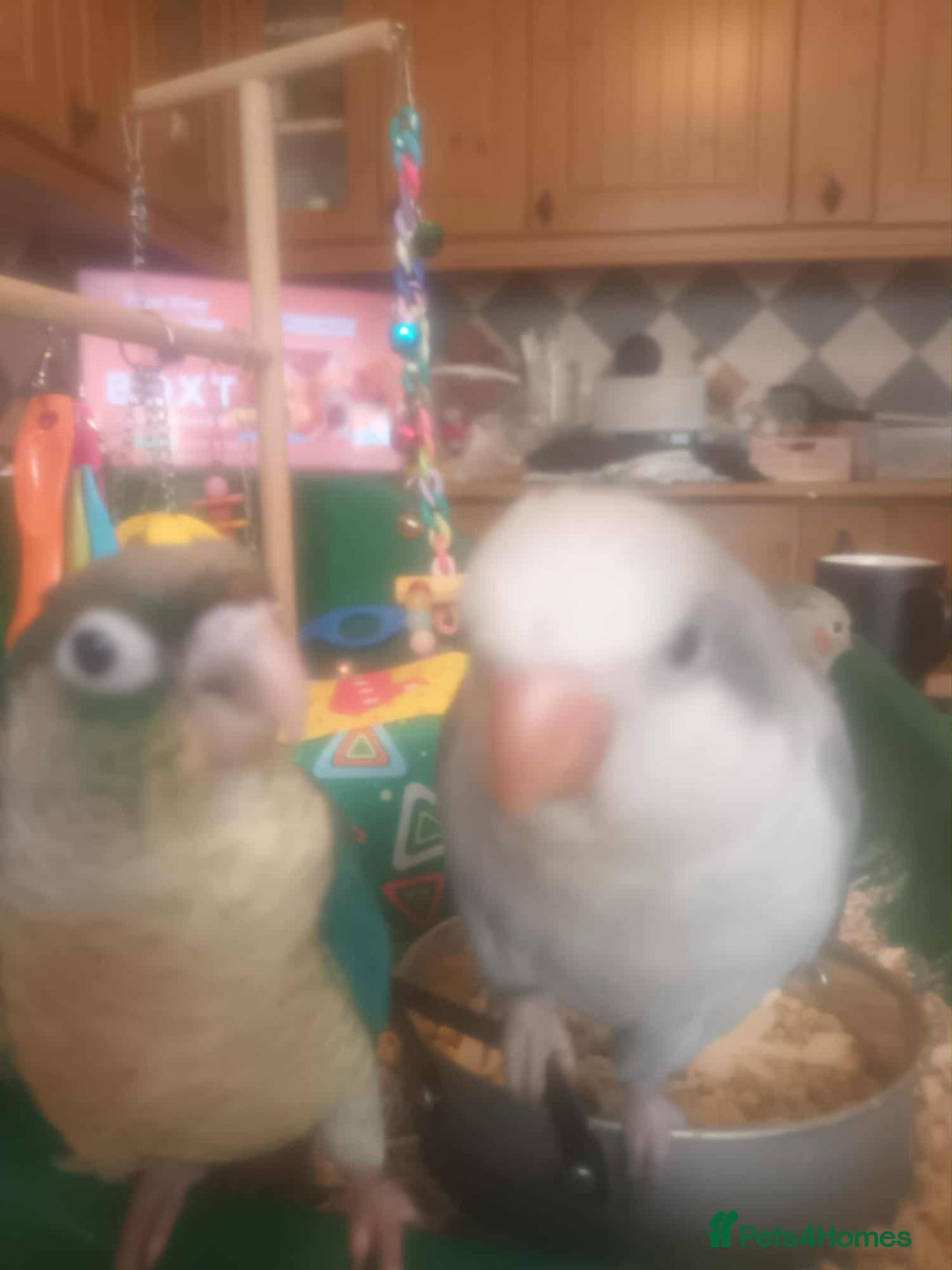 Parrots birds for sale: Hand reared Quaker and Conure chicks - Image 9