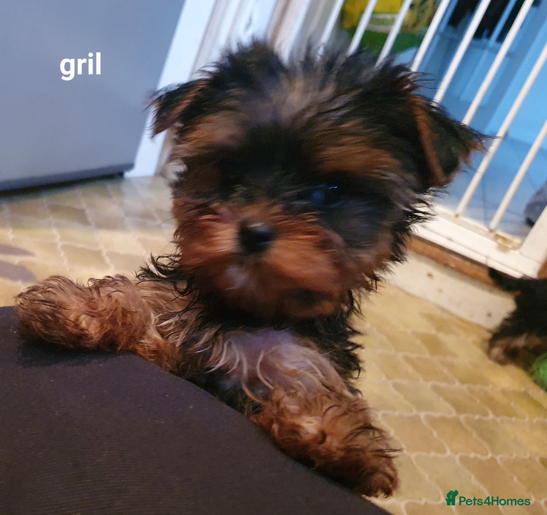 Yorkshire Terrier dogs for sale: Yorkshire terrier puppies 2 girls  - Advert 9