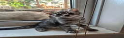 Bengal cats for sale: Bengal Tabby - Advert 4