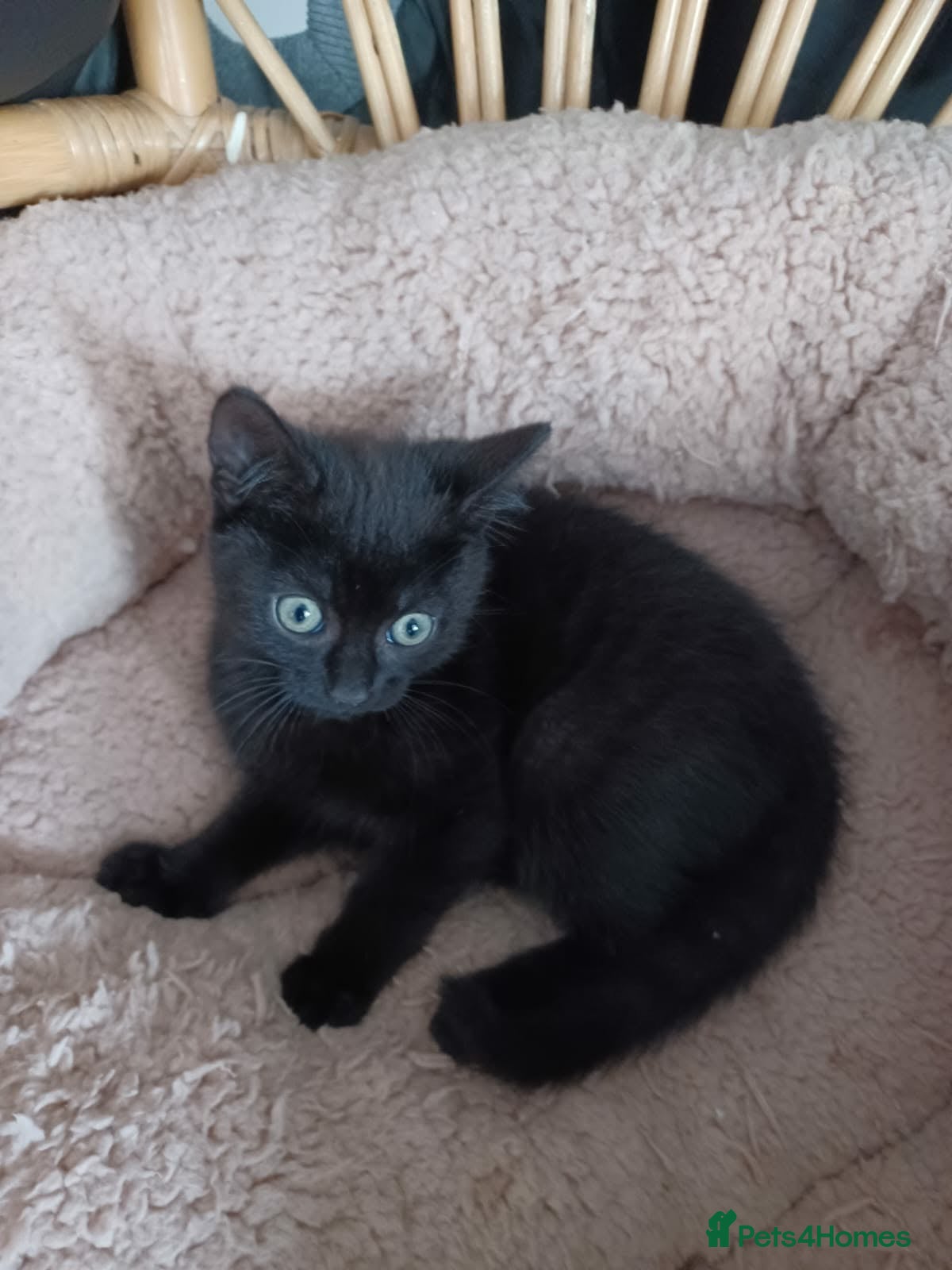 Mixed Breed cats Baby kittens  - Advert 1