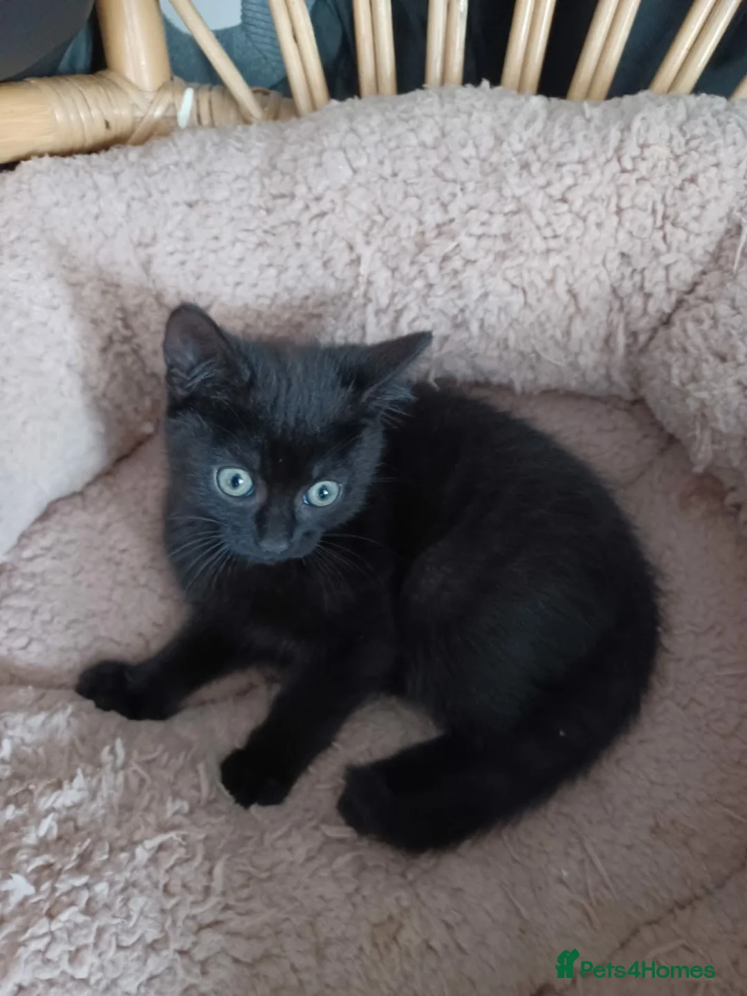 Mixed Breed cats for sale: Baby kittens  - Advert 1