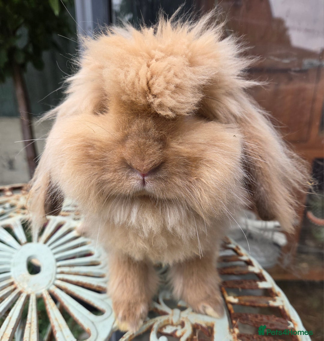 Mini Lion Lop rabbits for sale: Male  angora x mini lop  called Elvis)  - Advert 4