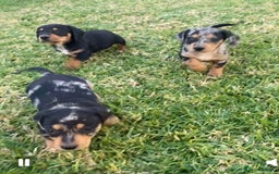 Miniature Dachshund dogs for sale: nicest raised Miniature dapple dachshund pups. - Image 2