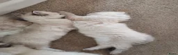 Ragdoll cats for sale: Adorable Ragdoll x Siberian mix kittens - Advert 16