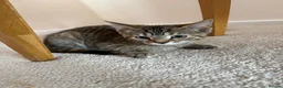 Mixed Breed cats for sale: Girl kittens  - Advert 6
