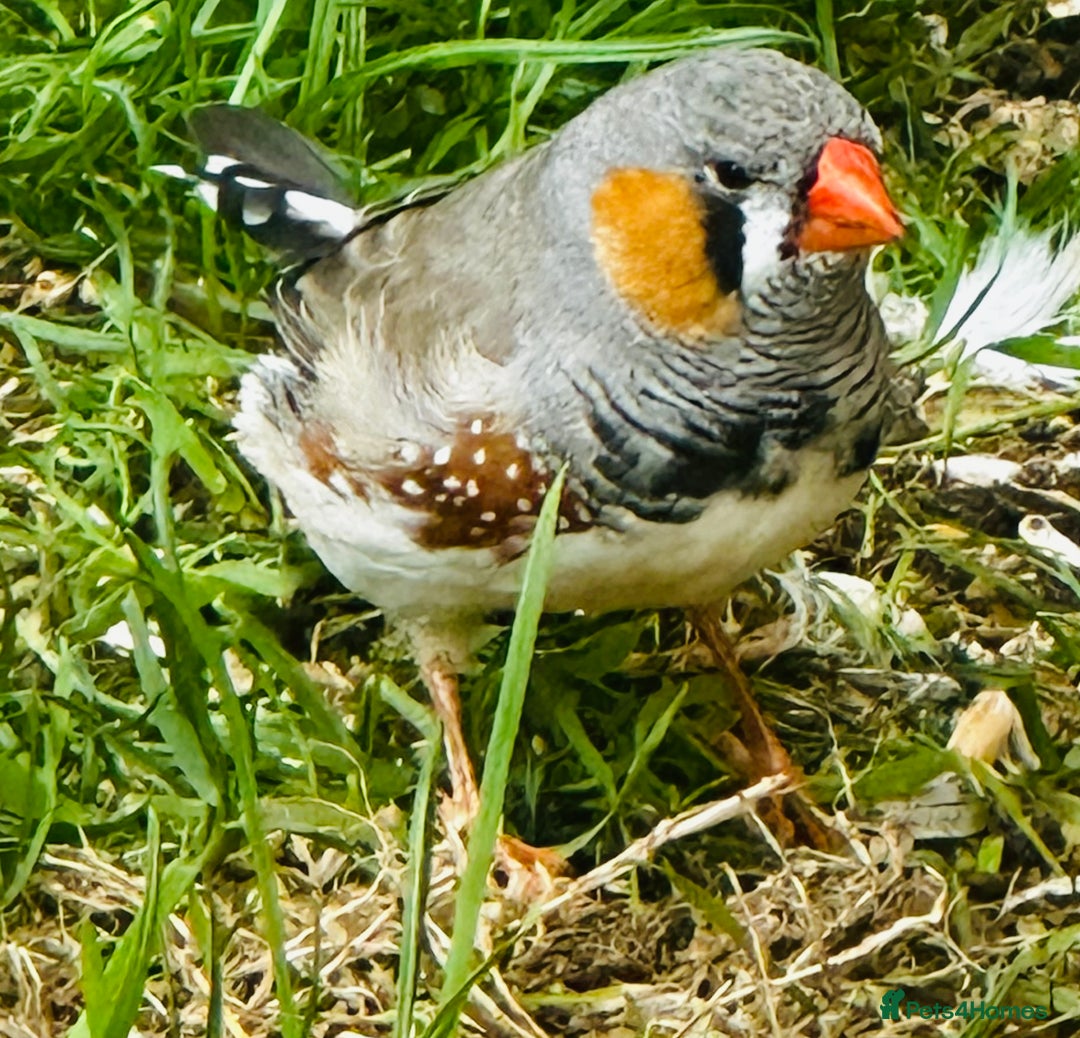 Finches birds for sale: Zebra Finches  - Image 5