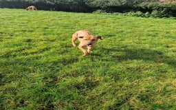 Rhodesian Ridgeback dogs for sale: Two stunning kc registered boys ready to leave  - Image 12