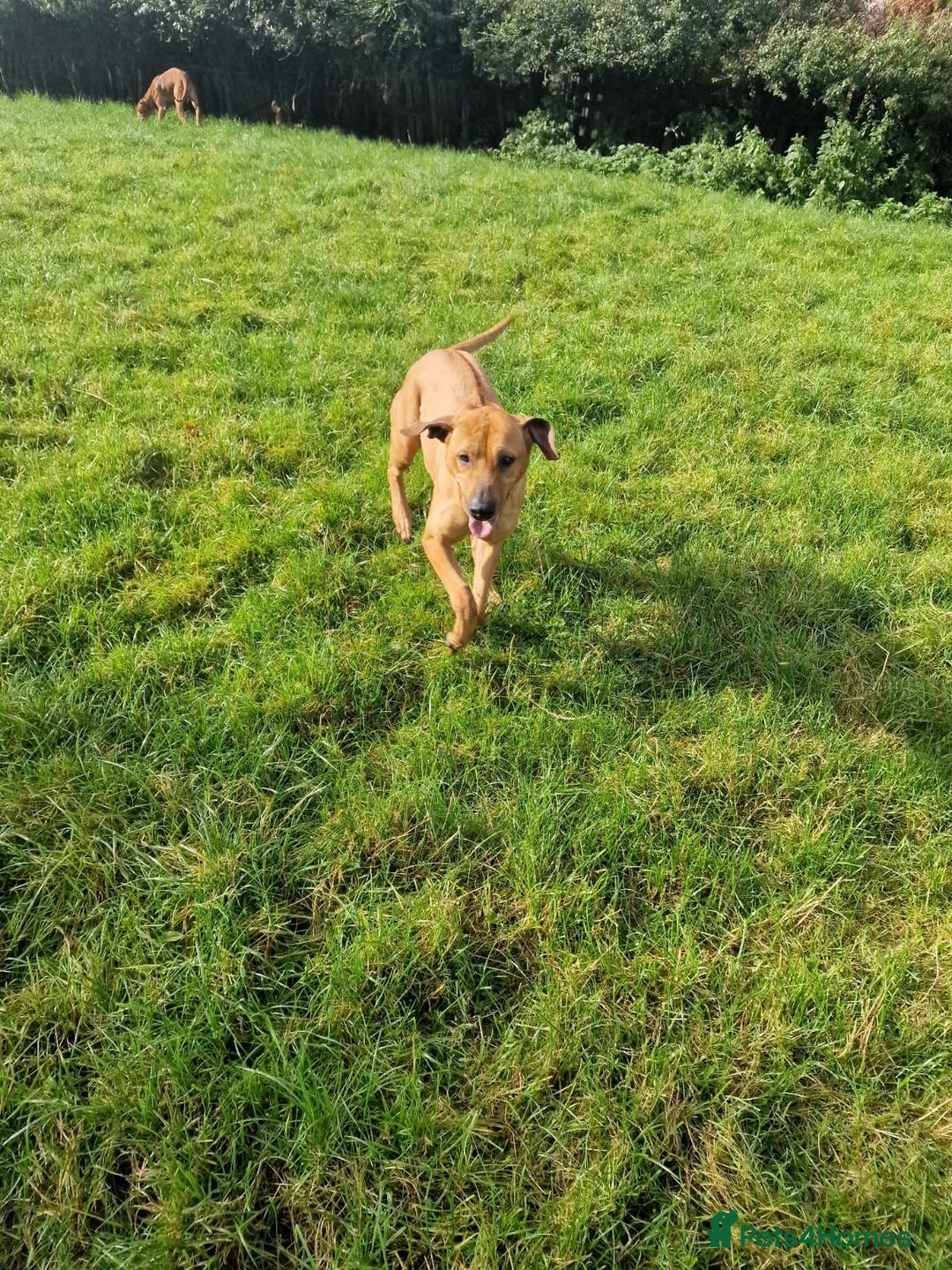 Rhodesian Ridgeback dogs for sale: Two stunning kc registered boys ready to leave  - Image 12