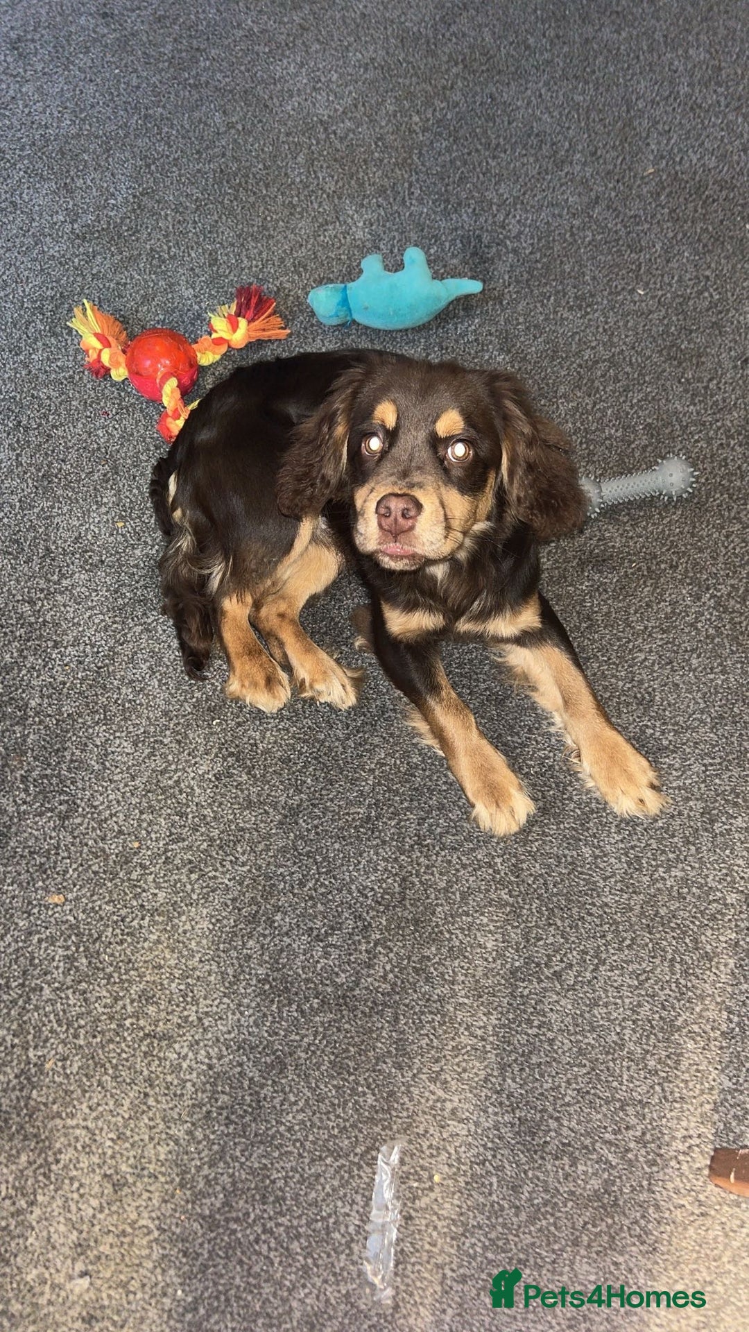 Mixed Breed dogs for sale: french x cocker spaniel - Image 4