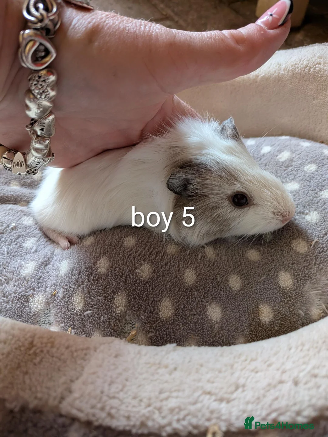 Guinea Pig rodents for sale: Baby boy guinea pigs ready now - Advert 5