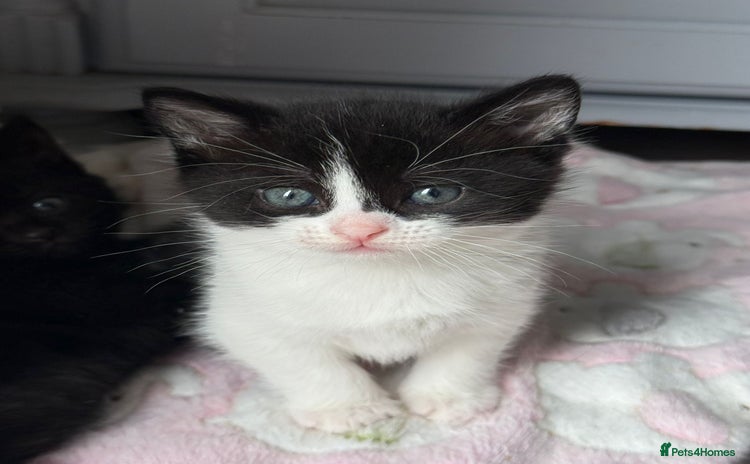 Domestic Shorthair cats - Advert 2