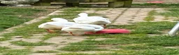 Ducks poultry for sale: 3 Cherry Valley Female Ducks - Advert 2