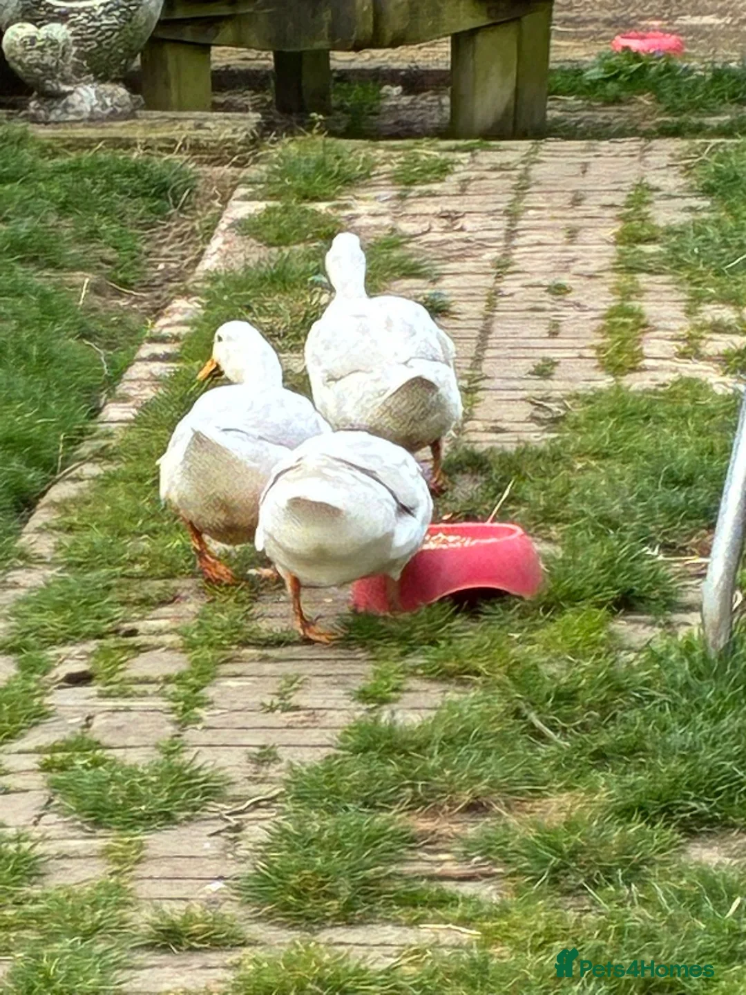 Ducks poultry for sale: 3 Cherry Valley Female Ducks - Advert 2