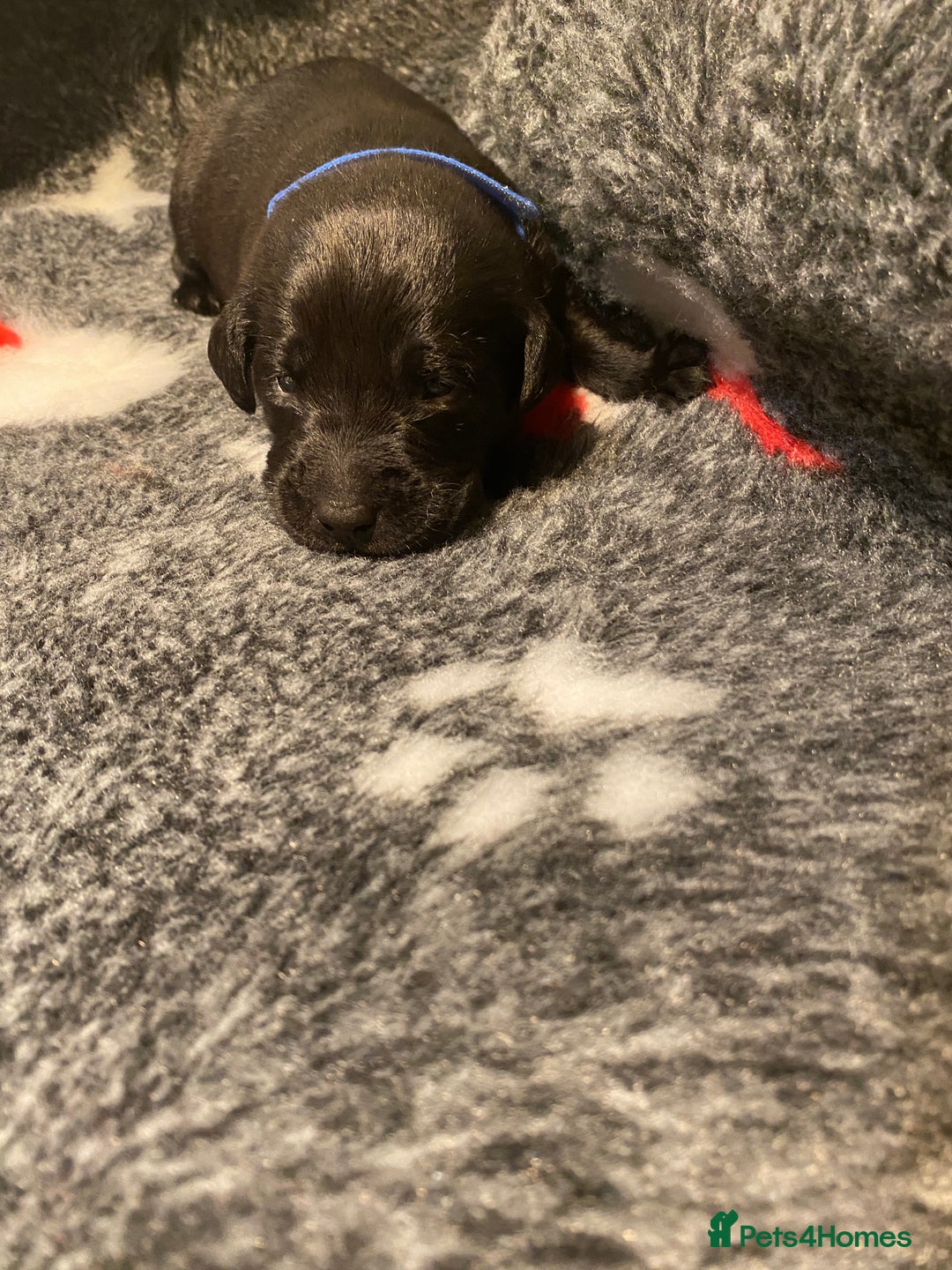 Labrador Retriever dogs for sale: Black and yellow Labrador puppies  - Advert 16