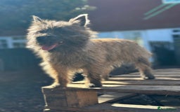 Mixed Breed dogs for sale: Cairn looking for new home - Advert 3