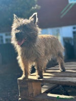 Mixed Breed dogs Cairn looking for new home - Advert 15