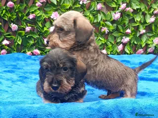 Miniature Dachshund dogs READY NOW MINI WIRES KC REG LAFORA PRA CL - Advert 18