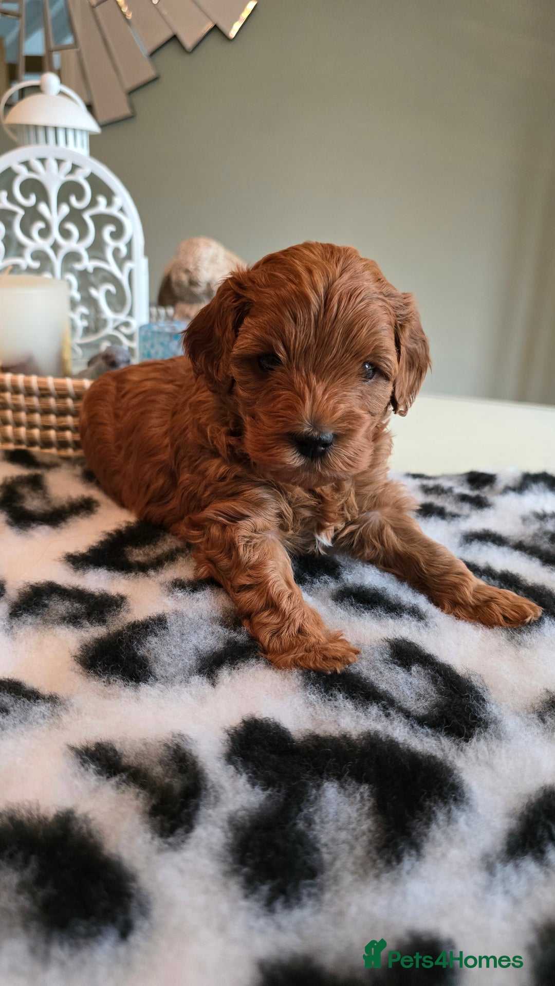Cavapoo dogs for sale: Gorgeous Health Tested Cavapoo F1B Puppies - Image 20