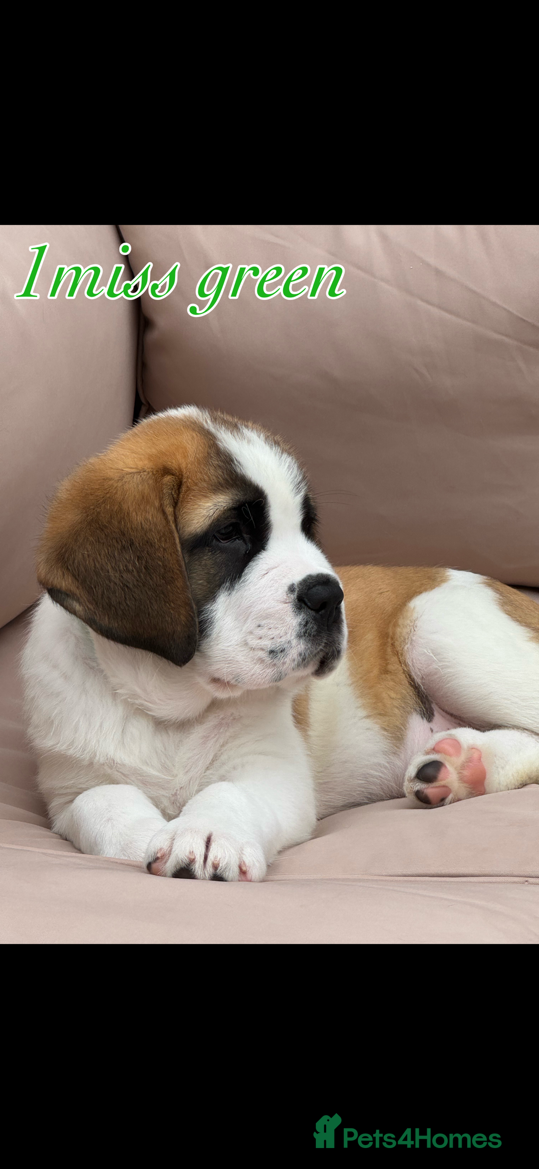 Saint Bernard dogs for sale: My bubba’s - Image 5