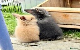 Lionhead rabbits for sale: Teddy Double & Single Lionhead Price starts at £35 - Image 30