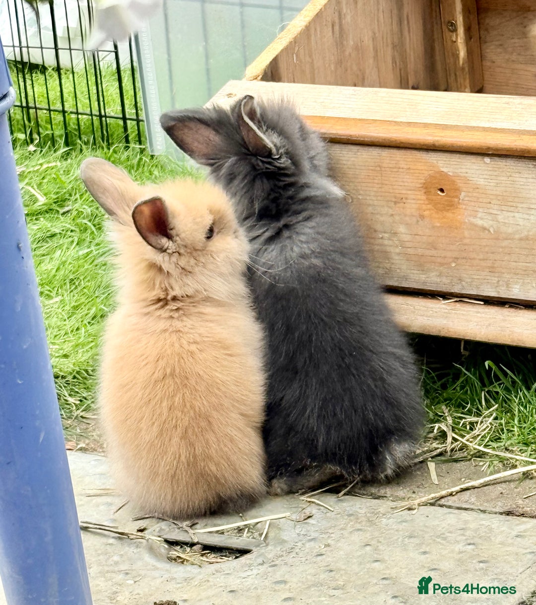 Lionhead rabbits for sale: Teddy Double & Single Lionhead Price starts at £35 - Image 30