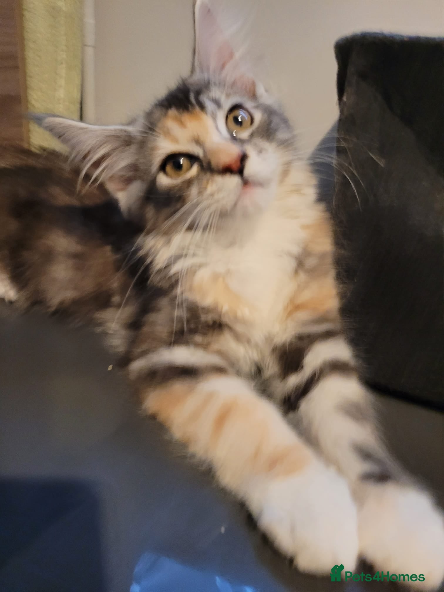 Maine Coon cats TICA Reg Maine Coon kittens ready now! - Advert 2