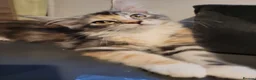 Maine Coon cats for sale: TICA Reg Maine Coon kittens ready now! - Advert 2