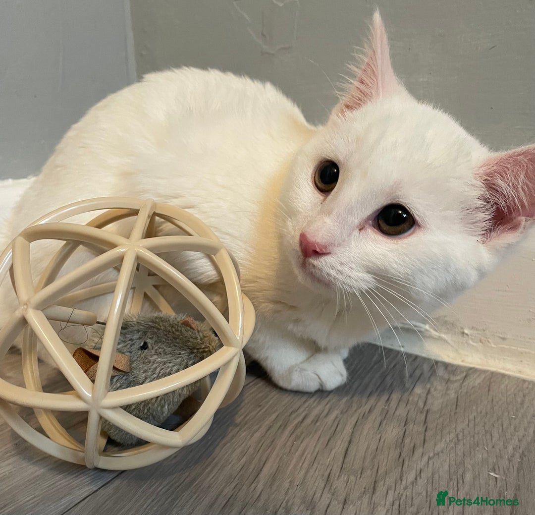 Mixed Breed cats for sale: Rare kittens for sale ready now  - Advert 11