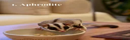 Sugar Glider rodents for sale: Bonded Trio Female Sugar Gliders + Full Setup in London - Advert 2
